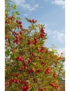 Kép 6/6 - bioKontor Bio csipkebogyó por 500g