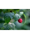 Kép 5/5 - bioKontor Bio málnalevél tea 200g