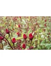 Kép 5/5 - bioKontor Bio szárított hibiszkuszvirág 500g