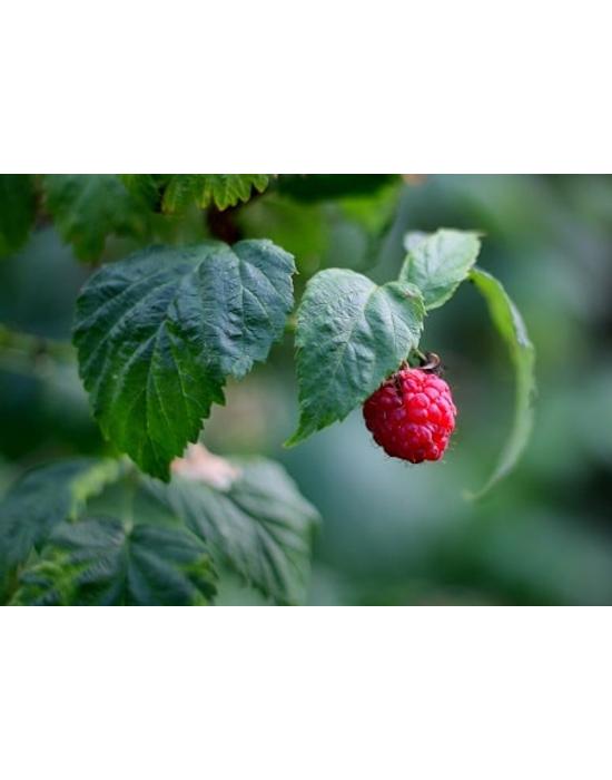 Bio málnalevél tea 200g
